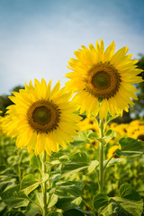 Fototapeta premium sunflower in day time