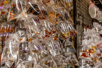 Exotic fishes at the Hong Kong Goldfish market - 1