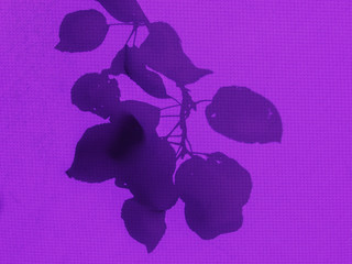 purple background (the shadow of the branches on the tent)