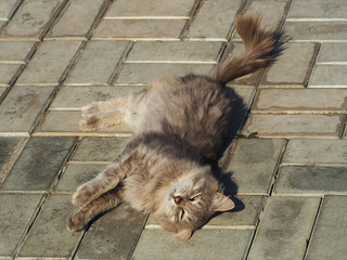 bliss in the sun gray cat