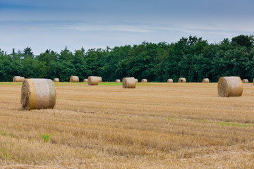 Italian countryside panorama. Round bales on wheat field