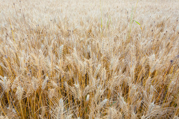 Wheat field background