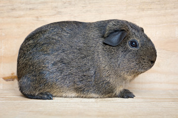 Agouti