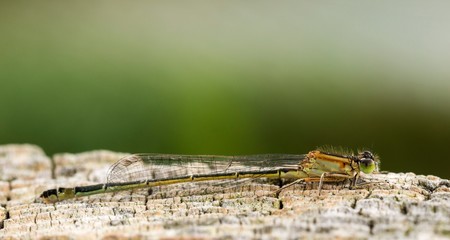 Große Pechlibelle (Ischnura elegans), C-Typ, Weibchen, Naturpark Sternberger Seenland, Mecklenburg-Vorpommern, Deutschland