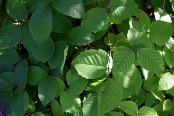 Poison Ivy. A poisonous plant that causing an itching, irritating, and sometimes painful rash in most people who touch it.