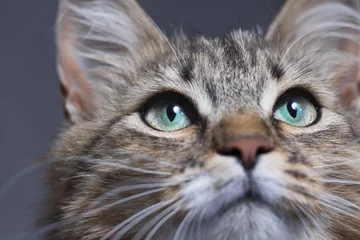 Crédence de cuisine en verre imprimé Chat muzzle of a beautiful cat with green eyes o