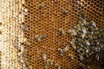 Beekeeper making fresh golden honey bees healthy