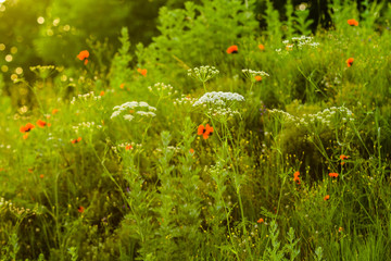 Heracleum flowers in natural habitat