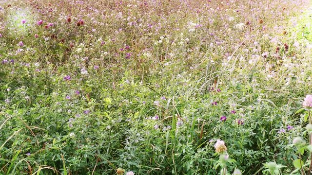 meadow of grass and wild flowers with sunlight 