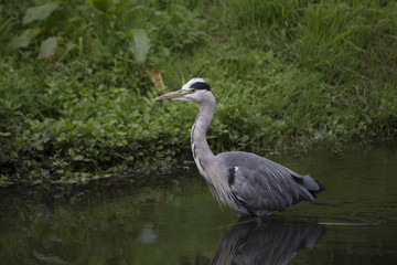 Grey Heron (Ardea cinerea)