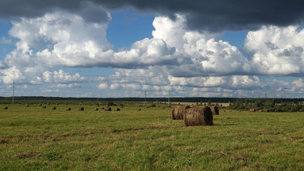 Obraz premium meadow