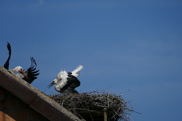 Storchennest 