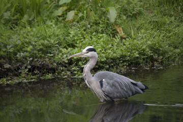 Grey Heron (Ardea cinerea)