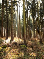 Wald im Gegenlicht bei Paderborn