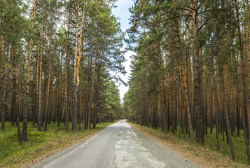 Fototapeta na wymiar The road passing through the pine forest.