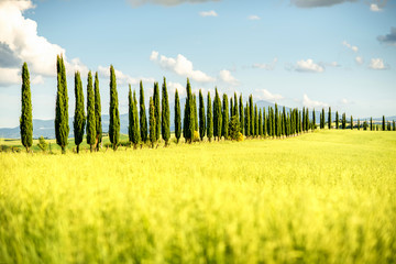Beautiful tuscan landscape view with cypress alley in Italy