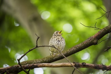 Song Thrush (Turdus philomelos)