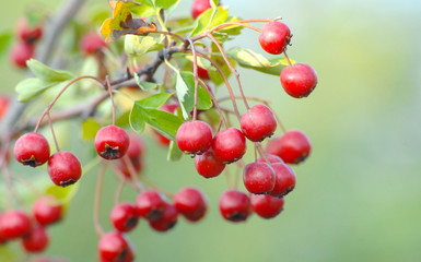 ripe hawthorn in autumn. Close up