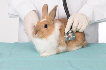 Besuch in der Tierklinik