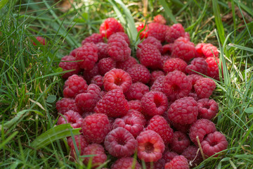 Heap of read raspberries in green summer grass