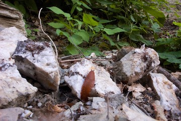 Schnecke auf weißem Stein