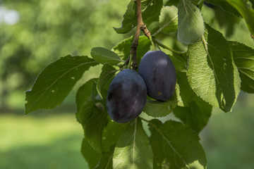 plum tree