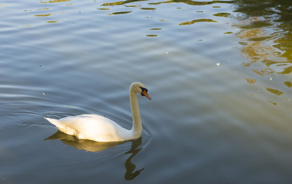 White Swan Bird on Pond Water Suface