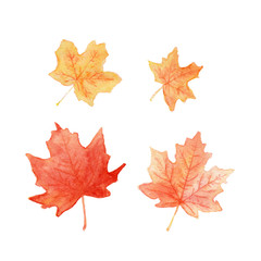 Naklejka na ściany i meble Autumn colored maple leaves