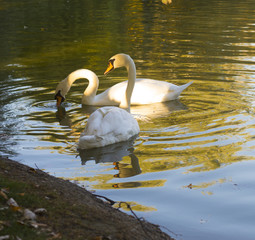 Two Swans on Pond at the Shore