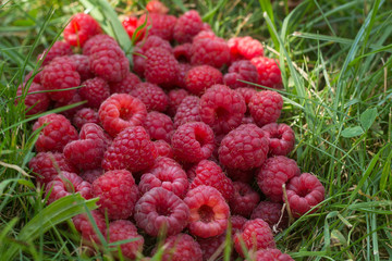Heap of read raspberries in green summer grass