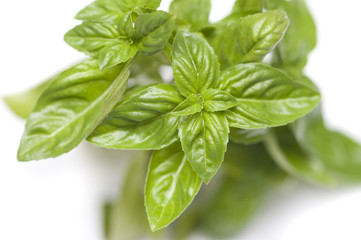Fresh basil leaves