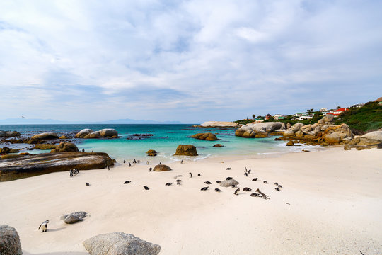 African Penguins