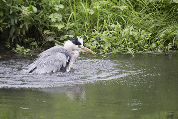 Grey Heron (Ardea cinerea)