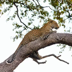 Foto op Canvas Leopard on a tree © BlueOrange Studio