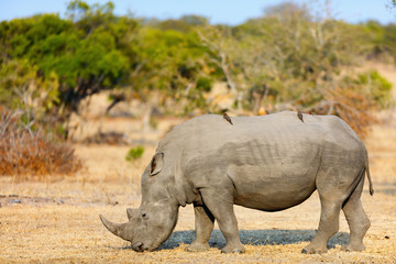 Obraz premium White rhino in safari park