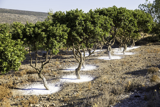 Mastic tree garden in Chios island, Greece