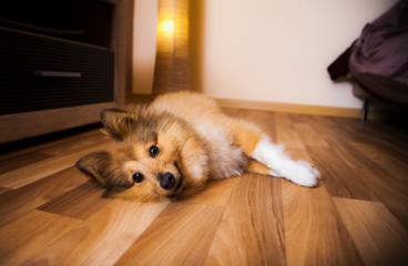 Shetland Sheepdog liegt auf dem Boden
