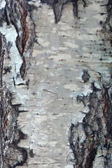 Old birch bark texture