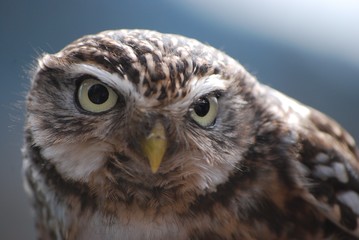 LITTLE OWL (Athene noctua)