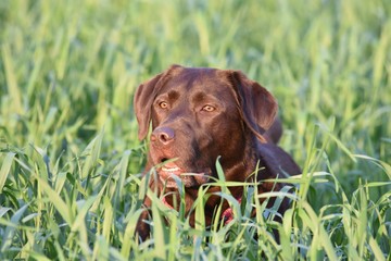 Chocolate Labrador in the field
