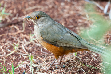 Sabia Laranjeira bird with some sticks the nozzle leading to build their nest.