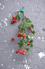 ripe hawthorn in autumn. Close up
