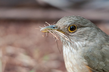 Close on a Sabia Laranjeira bird with some sticks the nozzle leading to build their nest.
