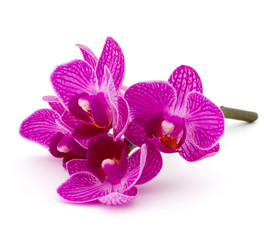 Naklejka na ściany i meble Orchid flower head bouquet isolated on white background cutout
