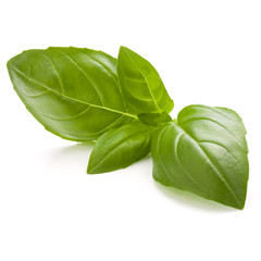 Sweet basil herb leaves isolated on white background closeup