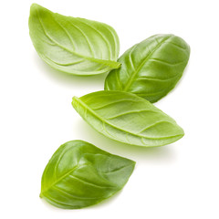 Sweet basil herb leaves handful isolated on white background clo