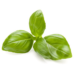 Sweet basil herb leaves isolated on white background closeup