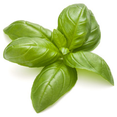 Sweet basil herb leaves isolated on white background closeup