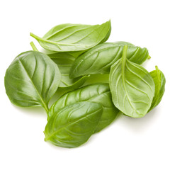 Sweet basil herb leaves handful isolated on white background clo