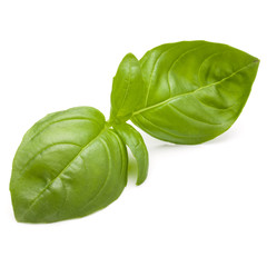 Sweet basil herb leaves isolated on white background closeup